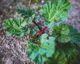 Jeune plant de rhubarbe aux grandes feuilles vertes et aux tiges rouges, prêt à être planté.