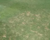 Patches of brown, damaged turfgrass indicate a problem, possibly from black turfgrass ataenius.