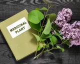 Livre sur les plantes médicinales, avec des feuilles vertes et des fleurs de lilas. Un remède anti inflammatoire naturel à portée de main.