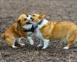 Dwa urocze corgi bawią się na zewnątrz. To świetny przykład, jak wprowadzić szczeniaka do domu z psem, obserwując ich interakcje.