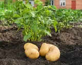 Un plant de pomme de terre vert pousse dans la terre, avec quatre tubercules fraîchement récoltés à ses pieds. La culture de la pomme de terre est une tradition ancestrale.