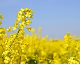 Champ de fleurs de colza (Brassica napus var. napus) sous un ciel bleu clair.