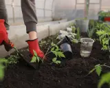 Plantation de jeunes plants dans une serre enterrée. Des mains gantées utilisent une petite pelle pour planter des tomates dans la terre riche.