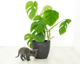 Mały, szary kotek ciekawie węszy przy dużej, zielonej monsterze. Czy monstera jest trująca? Lepiej uważać, by kotek nie próbował jej podgryzać.