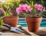 Un magnifique laurier en pot, prêt à être planté, avec des fleurs roses éclatantes. Un outil de jardinage et un autre pot vide sont à proximité.