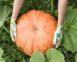Hands in floral gloves cradle a giant orange pumpkin, a testament to successful pumpkin patch cultivation.
