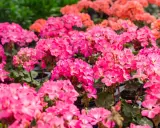 Mnóstwo różowych odmian pelargonii tworzy barwny dywan. W tle widać pomarańczowe kwiaty.