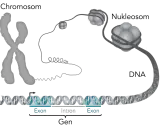 Der gen aufbau zeigt, wie DNA zu Nukleosomen und Chromosomen verpackt wird. Ein Gen besteht aus Exons und Introns.