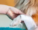 Main d'une personne bandant la patte d'un chien, peut-être une entorse patte chien.