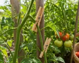 Comment tuteurer les tomates : des pinces à linge en bois fixent une tige de tomate à un tuteur en bois, avec des tomates mûres en arrière-plan.
