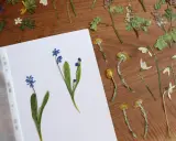 Getrocknete Blumen, bereit für ein Herbarium. Blaue Scilla und gelbe Blüten auf Holz.