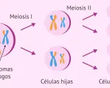 Ilustración de la meiosis, mostrando la división de cromosomas homólogos y la formación de células hijas. El cromosoma masculino se representa con un par de cromosomas X e Y.