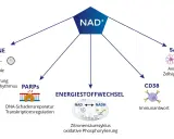 NAD+ ist zentral für den Energiestoffwechsel, DNA-Reparatur, Immunantwort und Zellfunktionen. NADH ist hierbei ein wichtiger Co-Faktor.
