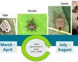 The life cycle of a stink bug: eggs, nymphs, and adults. Overwintering adults emerge in spring, reproduce, and then seek shelter in fall.