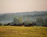 Stadnina Koni Nad Wigrami: Noclegi, Konie, Spokój. Odkryj!