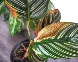 Braune Blattspitzen bei Calathea: Tipps zur Calathea Pflege, um trockene Ränder zu vermeiden.