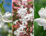 Triptyk med vita jasminblommor. Den vänstra bilden visar en ensam blomma mot en blå himmel. Mittenbilden visar en klase av blommor med rosa knoppar och vattendroppar. Den högra bilden visar en enda, fylligare blomma. Doft jasmin sprider sin ljuvliga doft.
