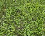A close-up view of a lawn showing the different stages of crabgrass growth, from young shoots to more established patches.