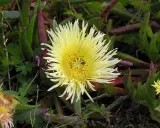 Fleur jaune pâle aux pétales fins et au cœur jaune vif, entourée de feuilles vertes et pourpres.