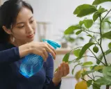 Une femme arrose son citronnier avec un vaporisateur. Elle prend soin de ses feuilles, comme si elle utilisait du savon noir pour le citronnier.