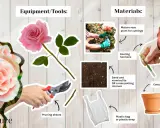 Learn how to propagate roses with this guide showing pruning shears, rooting hormone, soil, a plastic bag, and a pot.