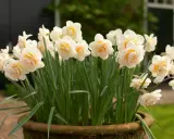 En kruka fylld med fluffiga narcissus pseudonarcissus i nyanser av vitt och gult.