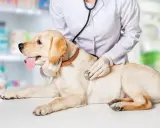 Weterynarz bada labradora, który nie sika od 24 godzin. Pies leży na stole, a lekarz osłuchuje go stetoskopem.