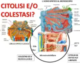 Diagrammi illustrano lobulo epatico e acino epatico, con focus su citolisi e colestasi, evidenziando epatociti e microcircolo biliare.
