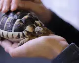 Ile żyją żółwie? Czy Twój pupil Cię przeżyje? Sprawdź!
