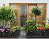 Kwiaty i drzewka na balkonie to świetny sposób, jak osłonić balkon w bloku. Kolorowe pelargonie, hortensje i bluszcz tworzą zieloną ścianę.