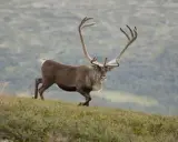 En majestätisk ren med imponerande horn vandrar över en grönskande sluttning. Undrar vad heter ren ungen?