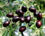 Racimo de aceitunas oscuras, listas para ser recolectadas. Podrían ser de variedad empeltre o arbequina, perfectas para un aceite de calidad.