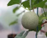Un melon vert, encore jeune, pend à sa tige. Son origine est une culture soignée, promettant une saveur exquise.
