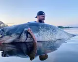 Szczęśliwy wędkarz z gigantycznym sumem w Odrze. Ryba jest ogromna, a jej odbicie w wodzie robi wrażenie.