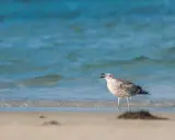 Młoda mewa stoi na brzegu plaży, wpatrując się w fale Bałtyku.