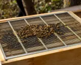 A cluster of bees swarming on a metal grate atop a wooden beehive.