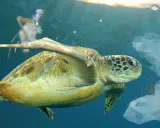 Tartaruga marina nuota tra sacchetti di plastica, simbolo del l'inquinamento marino.