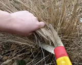Main tenant, quand couper les graminées. Une main saisit des brins secs avant de les couper avec des cisailles de jardinage.
