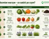 Plan sadzenia warzyw: rok 1 - żarłoczne (kapusta, dynia), rok 2 - wymagające (pomidor, marchew), rok 3 - strączkowe (fasola, groch), rok 4 - poplony.