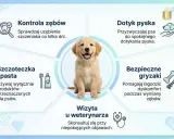 Uroczy szczeniak golden retrievera w centrum grafiki. Wokół niego wskazówki dotyczące pielęgnacji zębów psa, w tym kontrola, szczotkowanie, dotyk pyska, gryzaki i wizyta u weterynarza. Zapobiegaj wypadaniu zębów u psa dorosłego.