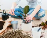 Osoba przesadza roślinę, używając ziemi i keramzytu. To świetny materiał do drenażu.