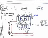 Schematische Darstellung der Phototransduktion: cGMP-abhängiger Na+-Kanal und Opsin mit 11-cis-Retinal in der Diskmembran.