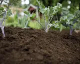 Små kålplantor växer i den mörka, kalkrika jorden. I bakgrunden syns ett rött hus och grönska.