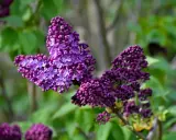 A vibrant lilac bush in fall, its deep purple blossoms a striking contrast against the soft green foliage.
