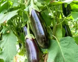 Aubergines foncées mûrissent sur la plante, signe d'une belle culture de l'aubergine.