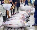 Mercato del pesce: un uomo esamina un tonno record, parte di una fila di enormi pesci pronti per la vendita.