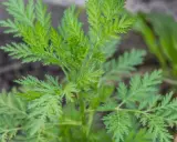 Grüne, gefiederte Blätter von Artemisia annua. Die Pflanze wird für ihre Wirkung auf die Psyche geschätzt.