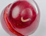 A tiny, segmented caterpillar, one of the cherry worms, crawls on a ripe, red cherry.