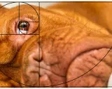 En närbild av en hunds öga och nos, med en överlagd gyllene snittet foto-spiral som framhäver kompositionen.