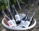 Flaschen mit "Fass Kollektion" Etiketten, darunter ein Rosé-Wein, in einem Eisbehälter. Ein Genuss für Liebhaber von gutem **Wein rot** und weiß.